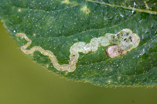 Chromatomyia isicae on Lonicera caerulea