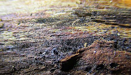 Brachydesmiella biseptata