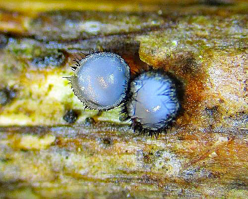 Pseudolachnea hispidula