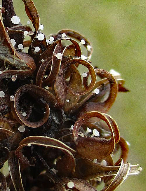 Cyathicula amenti on Salix spec.