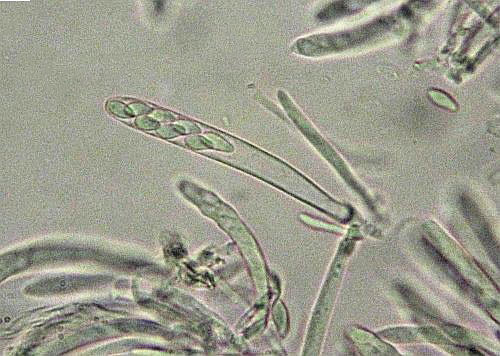Cyathicula amenti on Salix spec.