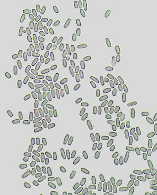 Hormodochis melanochlora on Cytisus scoparius
