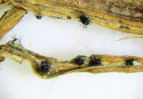 Pyrenophora trichostoma on Elytrigia repens