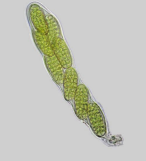 Hysterographium fraxini on Fraxinus excelsior