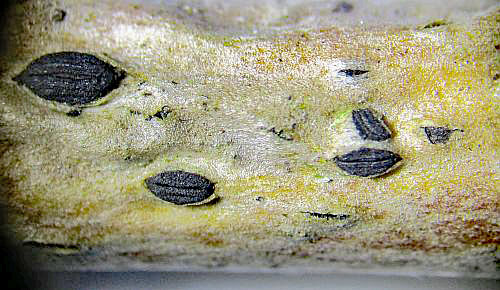Hysterographium fraxini on Fraxinus excelsior