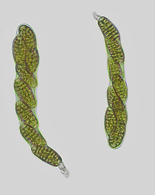 Hysterographium fraxini on Fraxinus excelsior