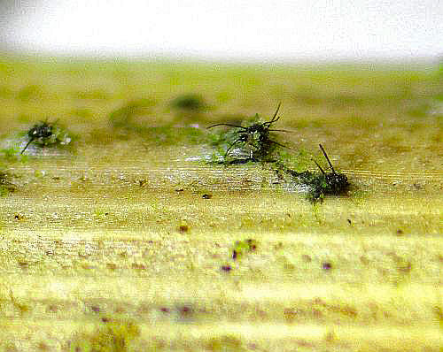 Pyrenophora trichostoma