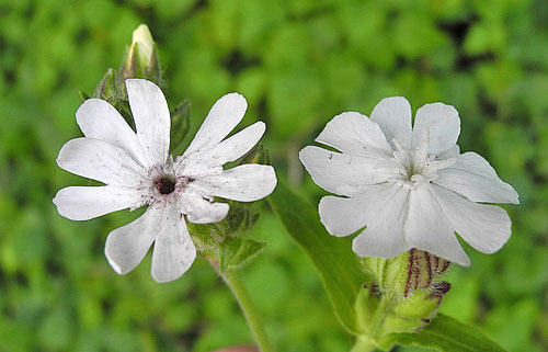 Microbotryum lychnidis-dioicae on Silene latifolia