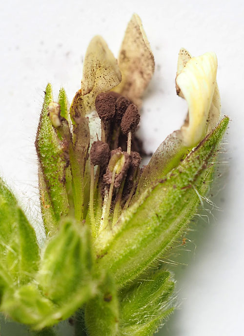 Microbotryum lychnidis-dioicae on Silene latifolia