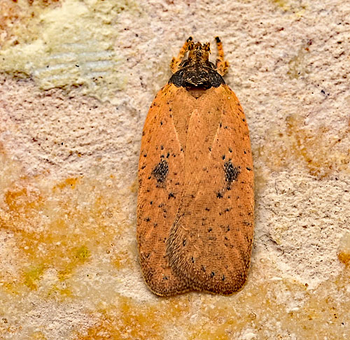 Agonopterix subpropinquella