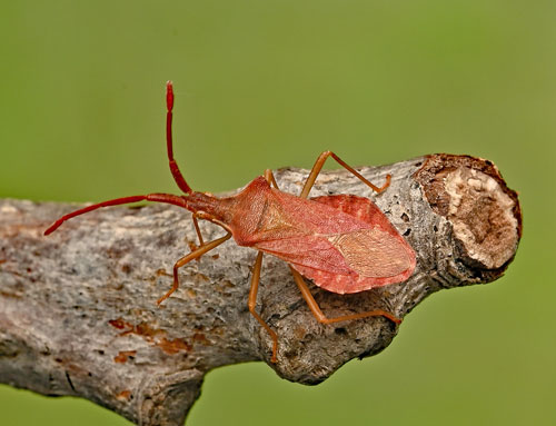 Haploprocta sulcicornis