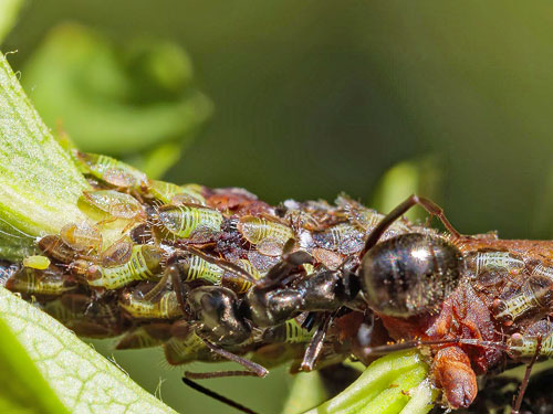 Cacopsylla melanoneura on Crataegus monogyna