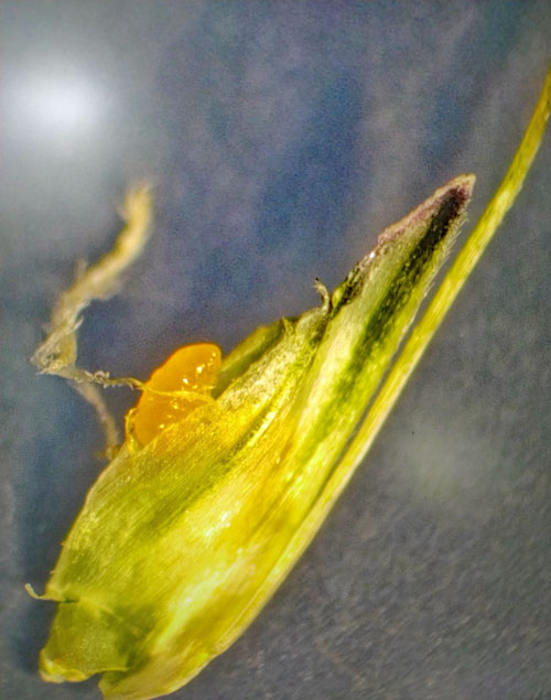 Contarina merceri on Alopeducus pratensis