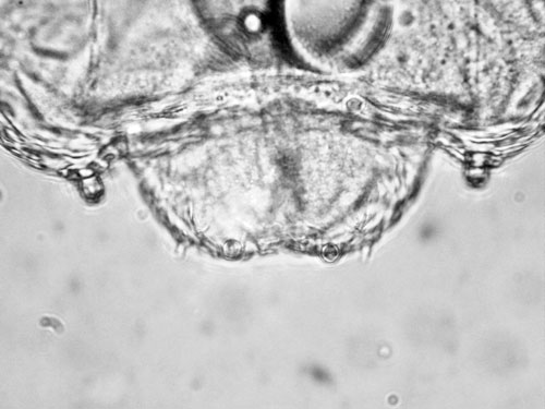 Contarina merceri larva