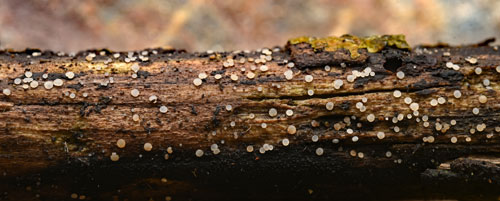 Strossmayeria basitricha