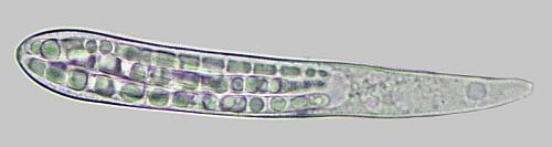 Strossmayeria basitricha  ob Quercus robur