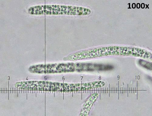 Strossmayeria basitricha  ob Quercus robur