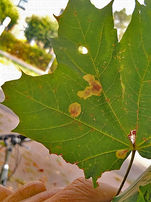 Cameraria ohridella on Acer platanoides