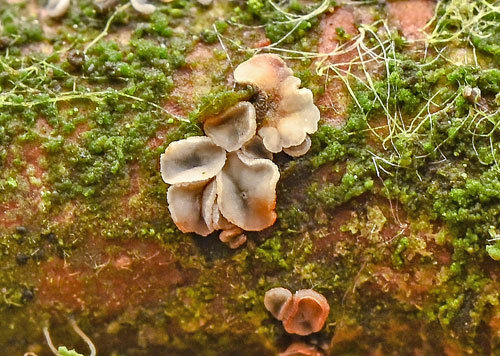 Pyrenopeziza benesuada