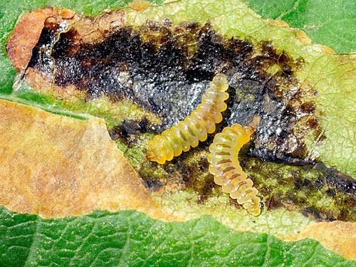 Cameraria ohridella