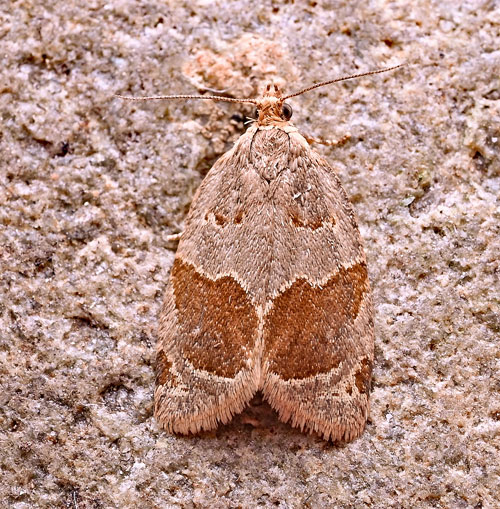 Clepsis dumicolana