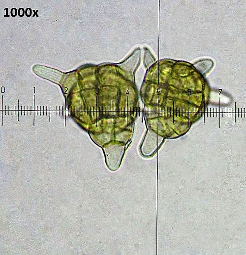 Petrakia echinata on Acer pseudoplatanus
