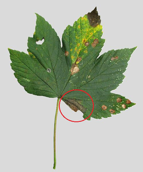Petrakia echinata on Acer pseudoplatanus