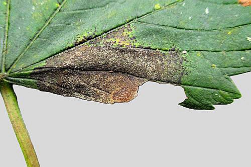 Petrakia echinata on Acer pseudoplatanus