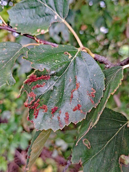Acalitus longisetosus on Betula pendula x pubescens