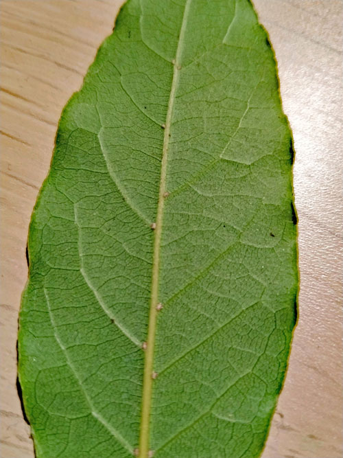 Cecidophyes lauri
 on Laurus nobilis