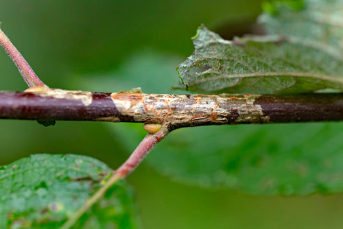 Phyllocnistis ramulicola on Salix spec.