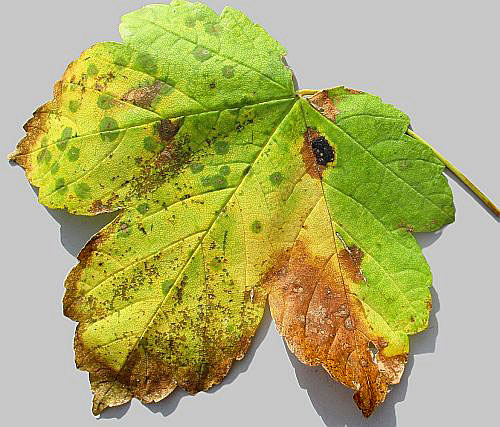 Asteromella platanoidis on Acer pseudoplatanus