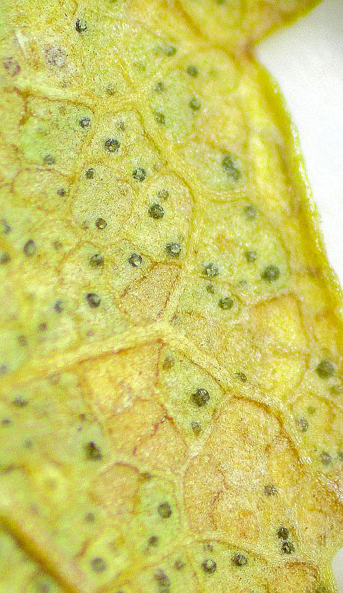 Asteromella platanoidis on Acer pseudoplatanus