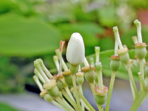 unknown gall on Cornus spec.
