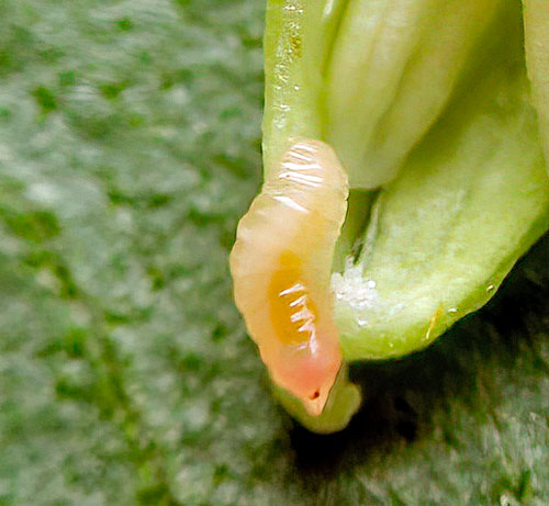 unknown gall on Cornus spec.