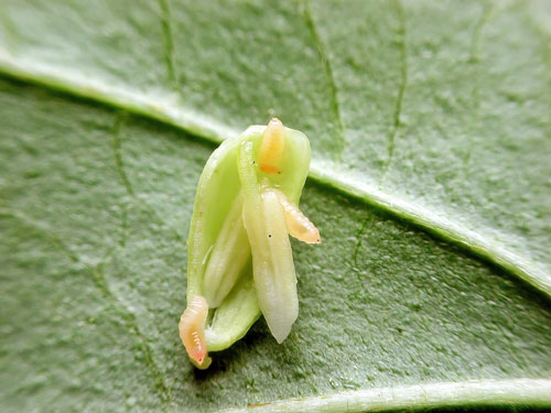 unknown gall on Cornus spec.