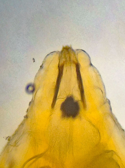 Cecidomyia sarae on Pinus sylvestris