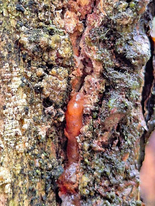 Cecidomyia sarae on Pinus sylvestris
