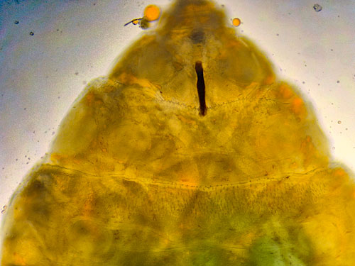 Cecidomyia sarae on Pinus sylvestris