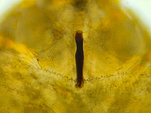 Cecidomyia sarae on Pinus sylvestris