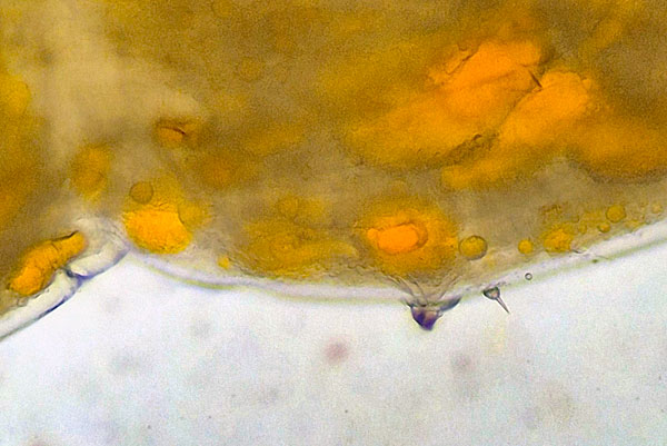 Cecidomyia sarae on Pinus sylvestris