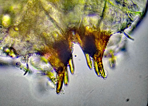 Cecidomyia sarae on Pinus sylvestris