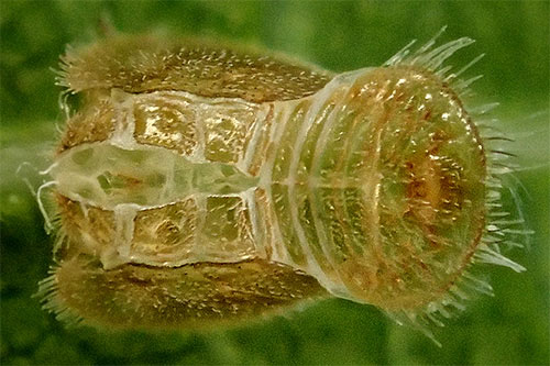 Homotoma ficus on Ficus carica