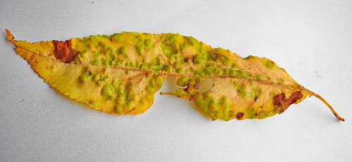 Taphrina farlowii on Prunus serotina