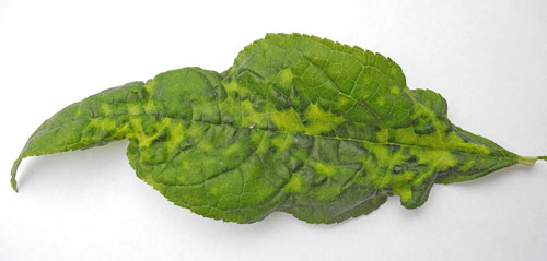 Aphis gossypii on Buddleja davidii