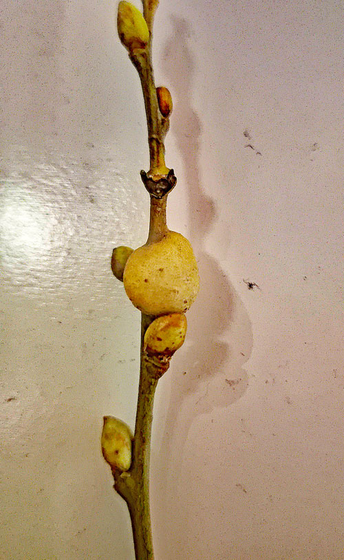 Rabdophaga salicis on Salix caprea
