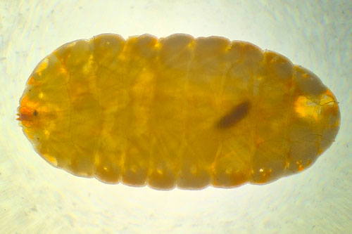 Rabdophaga salicis on Salix caprea
