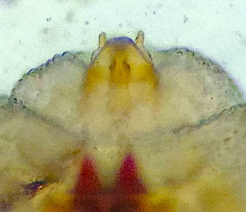 Rabdophaga salicis on Salix caprea