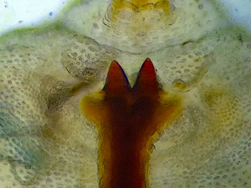 Rabdophaga salicis on Salix caprea