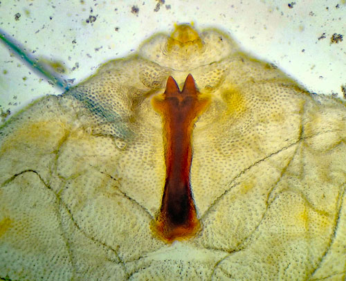 Rabdophaga salicis on Salix caprea